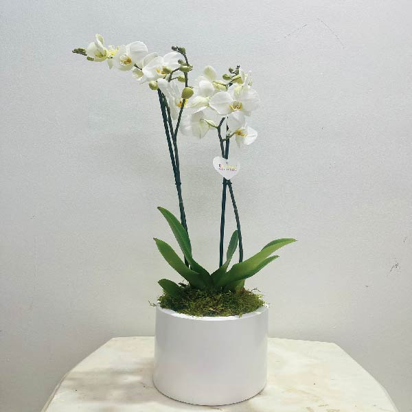 White Phalaenopsis | Bleems