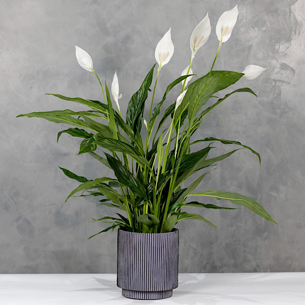 Spathiphyllum Vase | Bleems