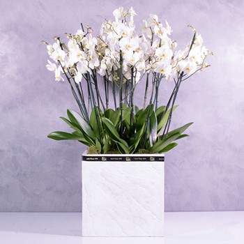 Marble And Orchids 1