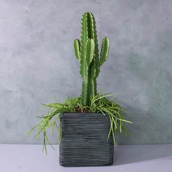 Cactus & succulent 2