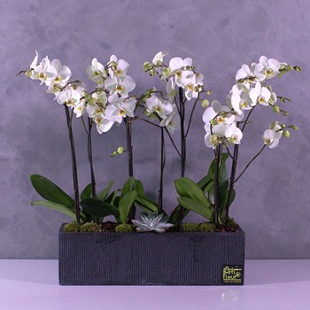 Orchids Container 1