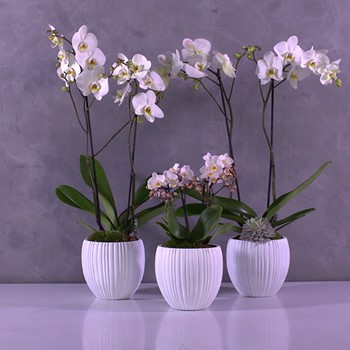 Orchids Set 3