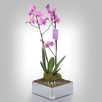 Japanese Orchid Violet