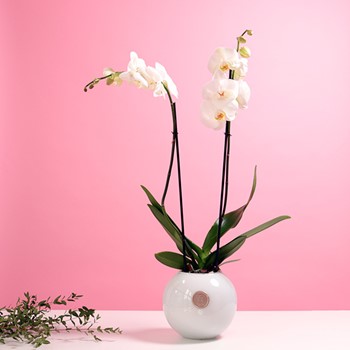 Simple Elegance Orchid