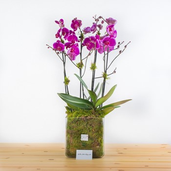 Flirty Purple Orchids
