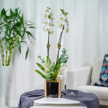 Orchid Vase Vip 4