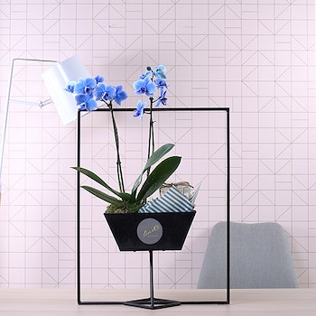 Frame Baby Orchids