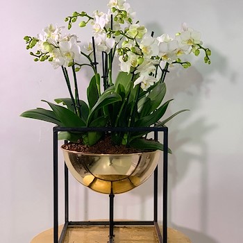 White Baby Orchids
