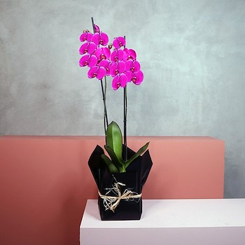 Black Pink Orchid