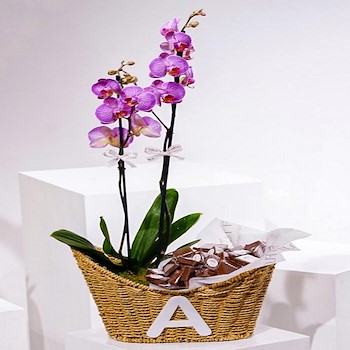 Purpella Orchid Basket