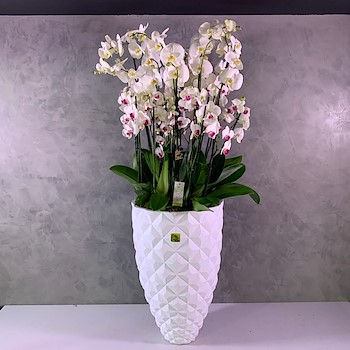 Large Orchids Vase