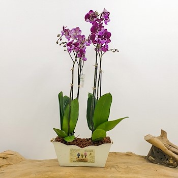 Orchid Dark Pink 1