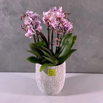 Trio Midi Orchids