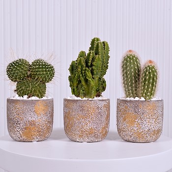 Trio Cactus