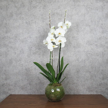 Simply Orchid 11