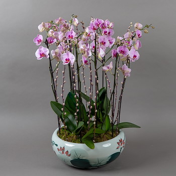 Pink Orchid ll