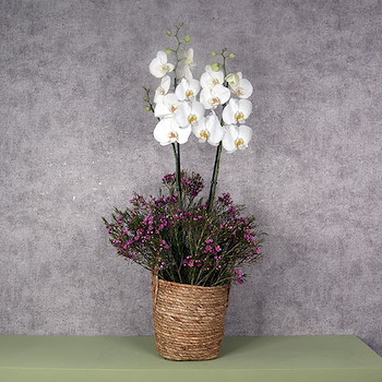 White Orchid Basket