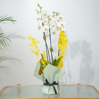 Yellow Rina Orchid