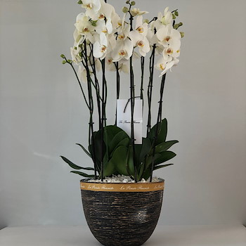 Orchids Vase 1