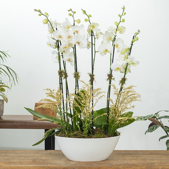 White Orchids IV