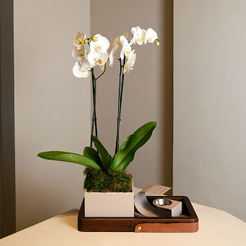 Orchid Tray