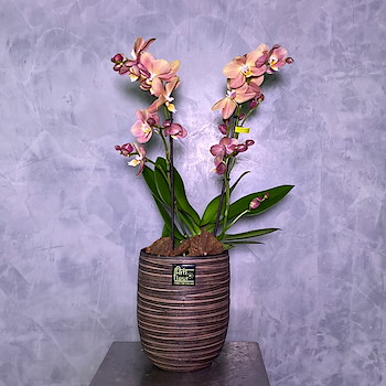 Peach & Gold Orchids