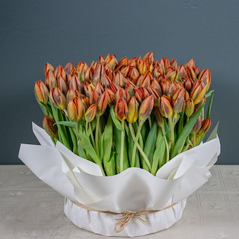 Special Orange Tulip
