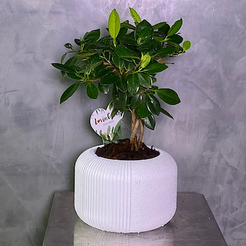Ficus Vase