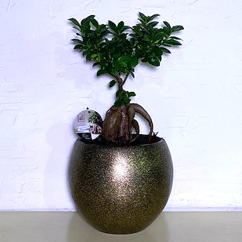Bonsai Ficus 60