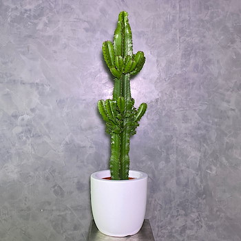 Cactus & White 1