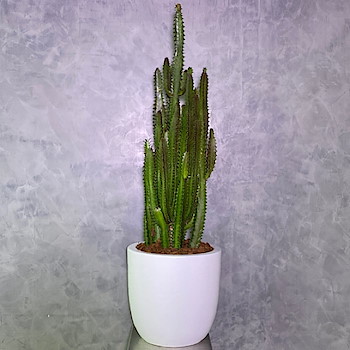 Cactus Euphorbia 4