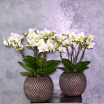 White & Vase 2