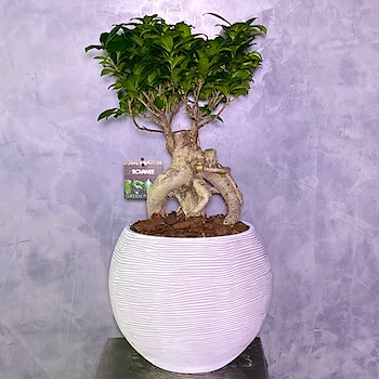 Ficus Bonsai Vase 1