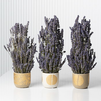 Trio Lavender