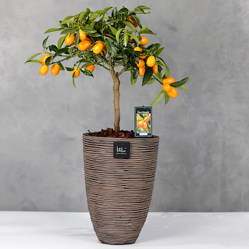 Citrus Tree 1