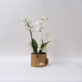 Orchids Burnet