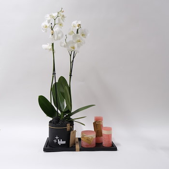 Orchids Black Pot Set 2