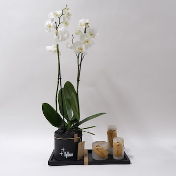 Orchids Vase 4