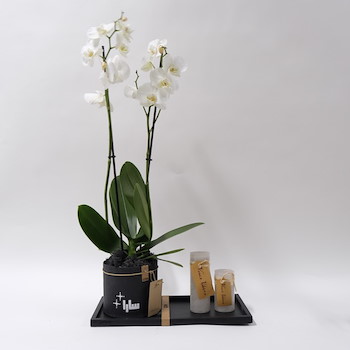 Orchids Vase 5