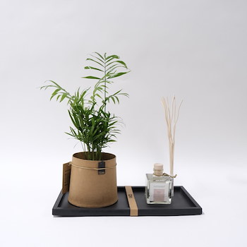 Areca Plant Set