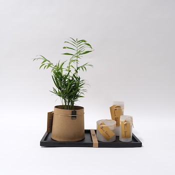 Areca Plant Set 3