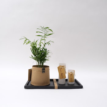 Areca Plant Set 4