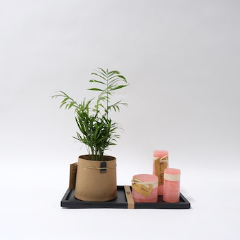 Areca Plant Set 11
