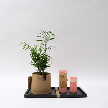 Areca Plant Set 5