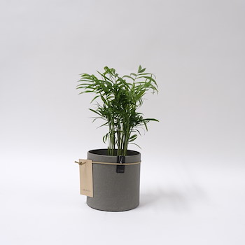 Areca Plant