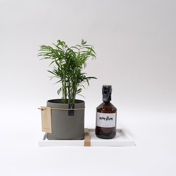 Areca Plants Set 33