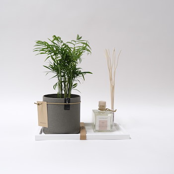 Areca Plants Set 30