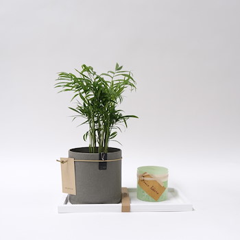 Areca Plants Set 22