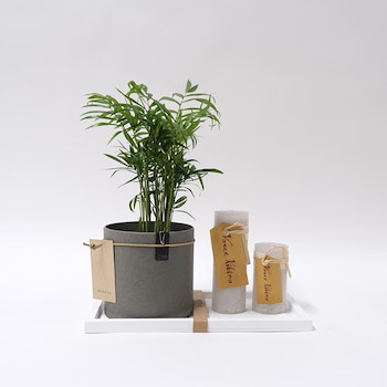 Areca Plants Set 20