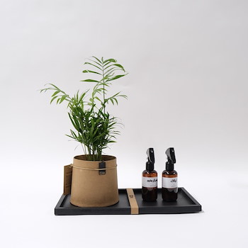 Areca Plant Set 7